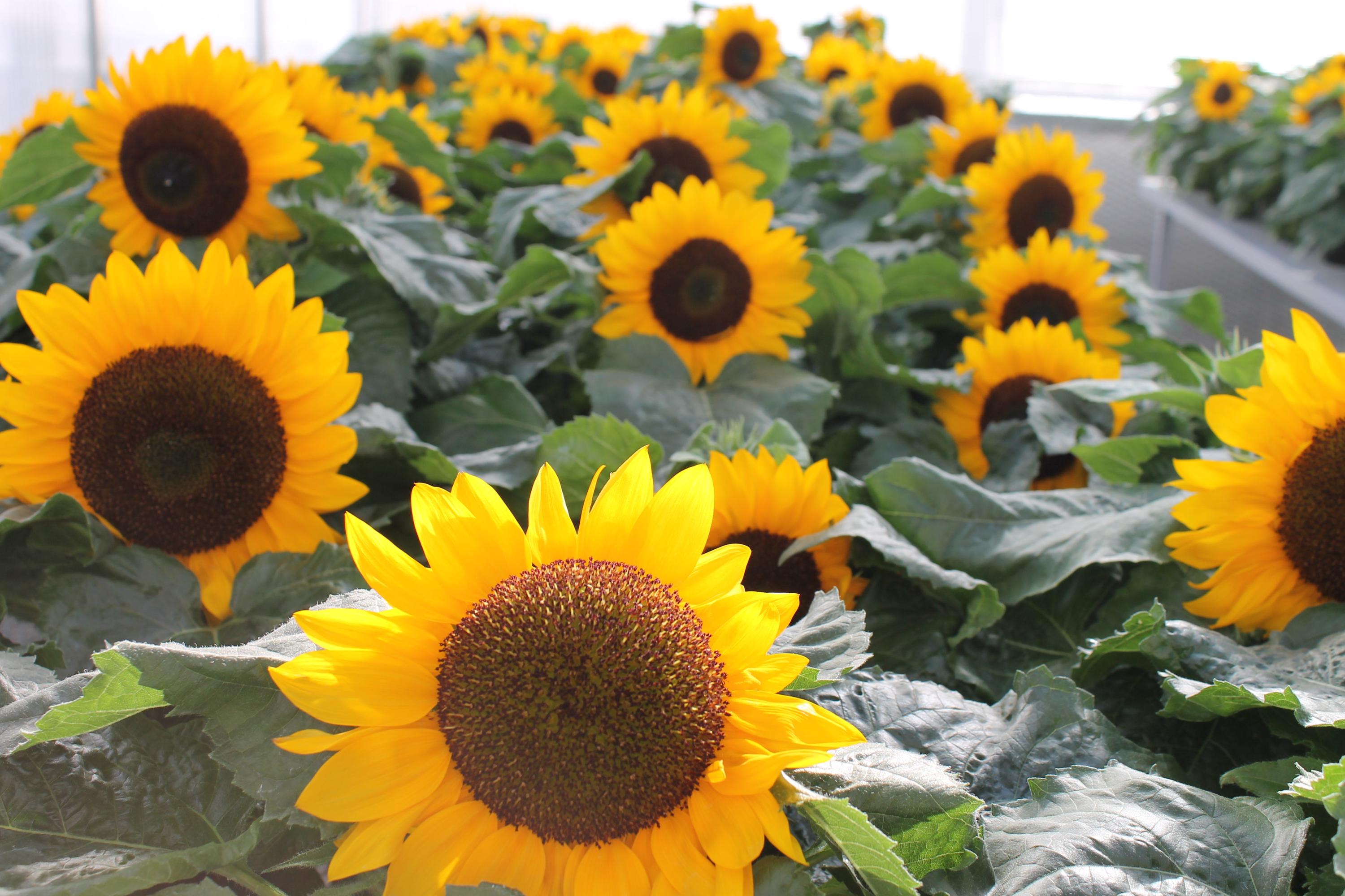 Dirtseedco - Dwarf Sunspot Sunflower Seeds - 200+ Count - for 2026 ...
