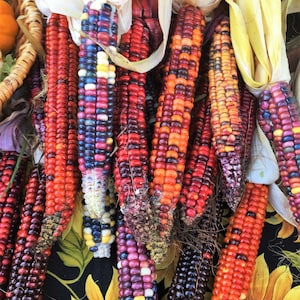 May include: A selection of colourful Indian corn cobs. The kernels display a variety of colours, including red, orange, purple, blue, and yellow. The husks are a pale yellow. The corn is arranged on a black fabric with a sunflower pattern.
