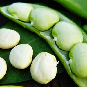 May include: Close-up of fresh lima beans, some shelled and others still in their green pods. The beans are a creamy white color, and the pods are a vibrant green. The image highlights the natural textures and colors of the beans.
