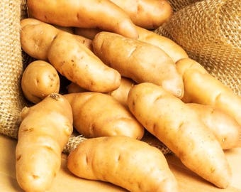 Banana Fingerling Seed Potatoes For Planting - Yellow Crescent Growing Gardening For 2026 Free Shipping