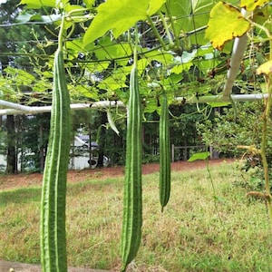 May include: Three long, green, ridged gourds hanging from a trellis with large green leaves. The gourds are suspended from a wire structure, with a grassy lawn and trees in the background. The image is taken outdoors in natural light.