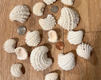 Jewel Box Seashells 20pc