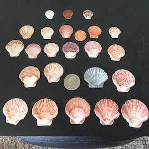 Puede incluir: Una colección de 20 conchas de vieira en varios tonos de rosa, naranja y blanco. Las conchas están dispuestas en un patrón triangular sobre una superficie negra.