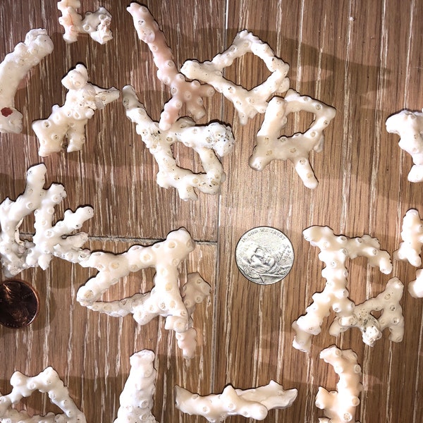 40 pc *Natural Coral Pieces-South Florida Assortment in size ranging from .5cm-1.5in                        Pre Washed and free of sand!