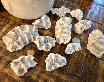 Natural Rose Coral Lot of 8