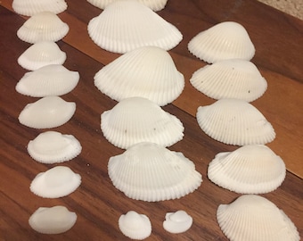 30 Stück weiße Flügelmuscheln