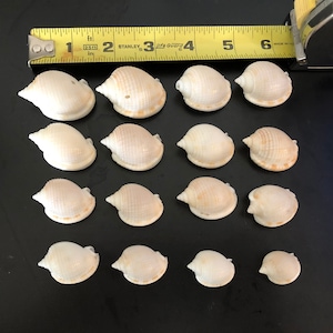 Puede incluir: Una colección de 15 conchas blancas de diferentes tamaños, medidas con una cinta métrica amarilla. Las conchas están dispuestas en filas sobre una superficie negra.