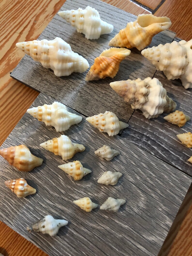 10ct Sharp Rib Drill Seashells Etsy