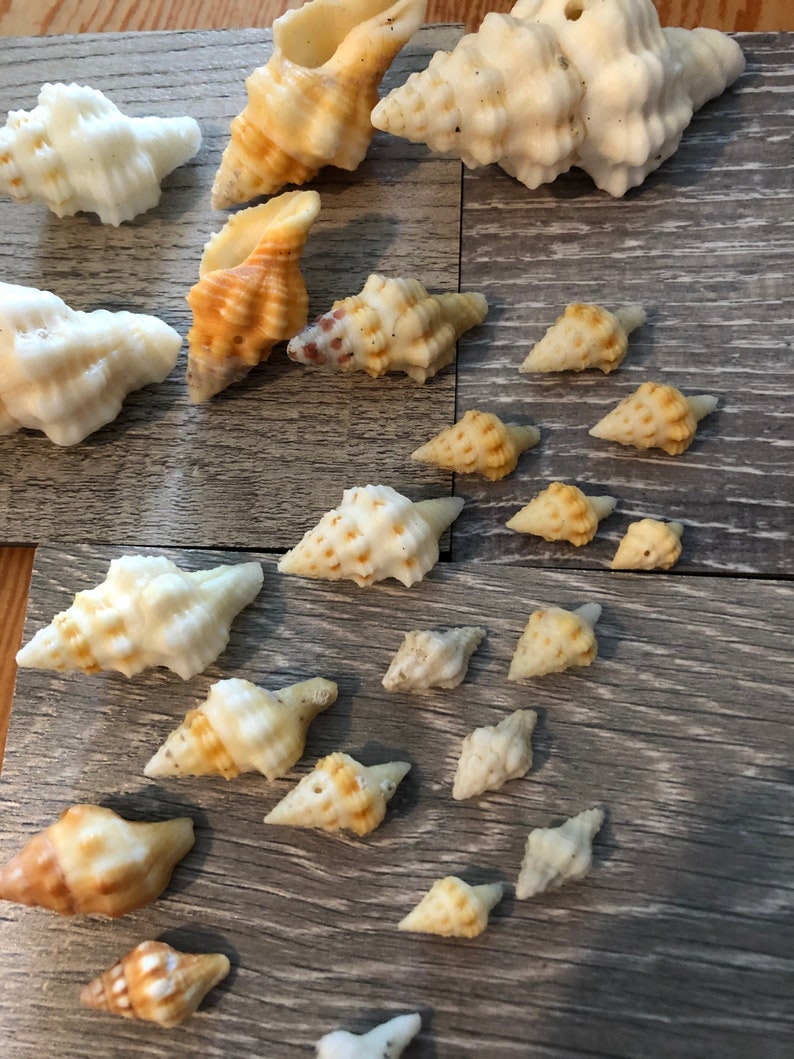 10ct Sharp Rib Drill Seashells Etsy