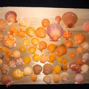 40pc Orange Calico Scallop Seashells