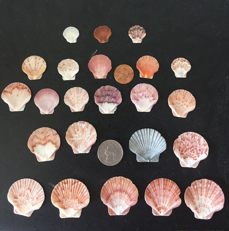 10ct Zig Zag Flat Scallop Seashells Etsy