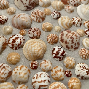 Conchiglie di vongole agrodolci 25 pz.