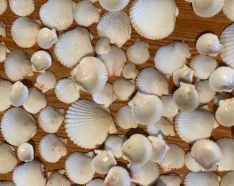 50ct All White Calico Seashells