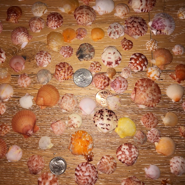 50 Calico Scallop Seashells