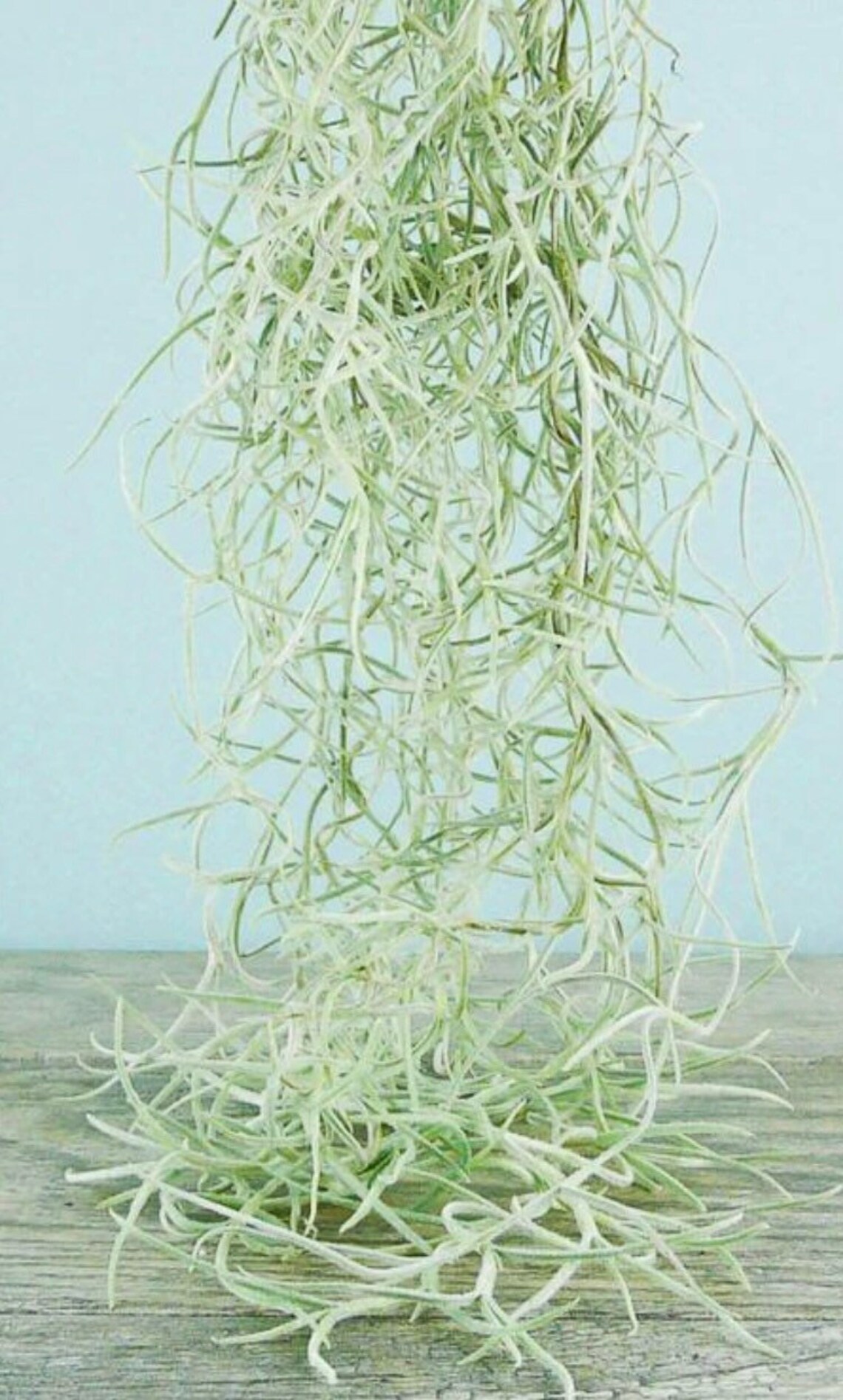 Live Spanish Moss 1 Gallon tillandsia Usneoides Etsy UK