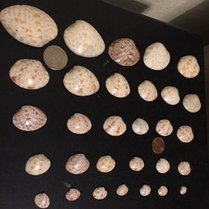 Conchiglie di vongole calicò da 50 pezzi