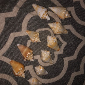 8pc Conch combattente giovanile della Florida
