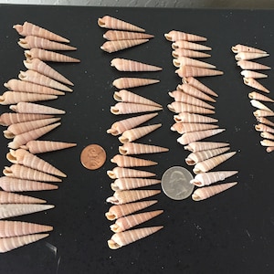 Conchiglie Auger da 100 pezzi