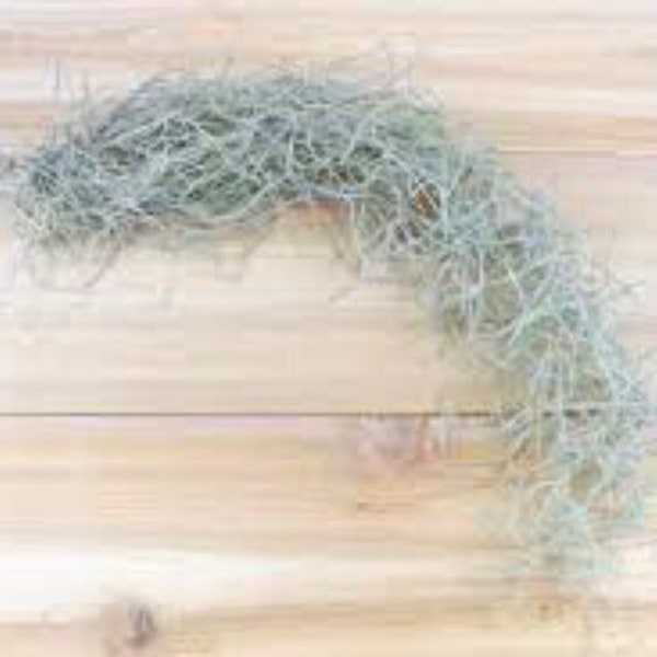 Live Spanish Moss 1 Gallon (Tillandsia Usneoides)