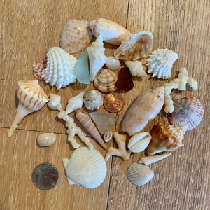 Assortimento di conchiglie,Seaglass & Coral 25 ct