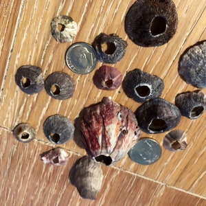 May include: A collection of various seashells, including a large, red and white spiny shell, and several smaller, round shells with holes in the center. The shells are arranged on a wooden surface.