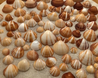 Sunburst Spectral Bittersweet Clam Seashells | 20 per Order | Shells | Collector Shells