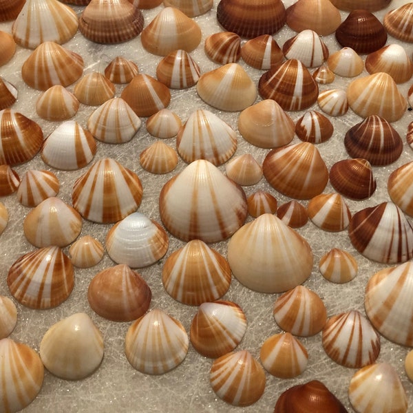 Sunburst Spectral Bittersweet Clam Seashells | 20 per Order | Shells | Collector Shells