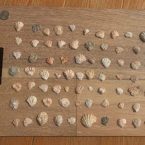 May include: A collection of seashells arranged on a wooden board. The shells are various shades of pink, orange, white, and gray. The board has a label that reads "Citadel Hotel, Handcrafted Collection".