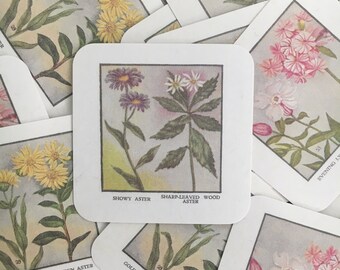 Pack of 6 Vintage Flower Stickers, Two of Each Design // Showy Aster // Evening Lychnis // Golden Aster