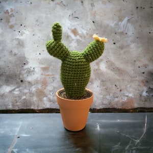 Prickly Pear Cactus