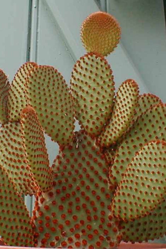 Opuntia Rufida | Macrocalyx
