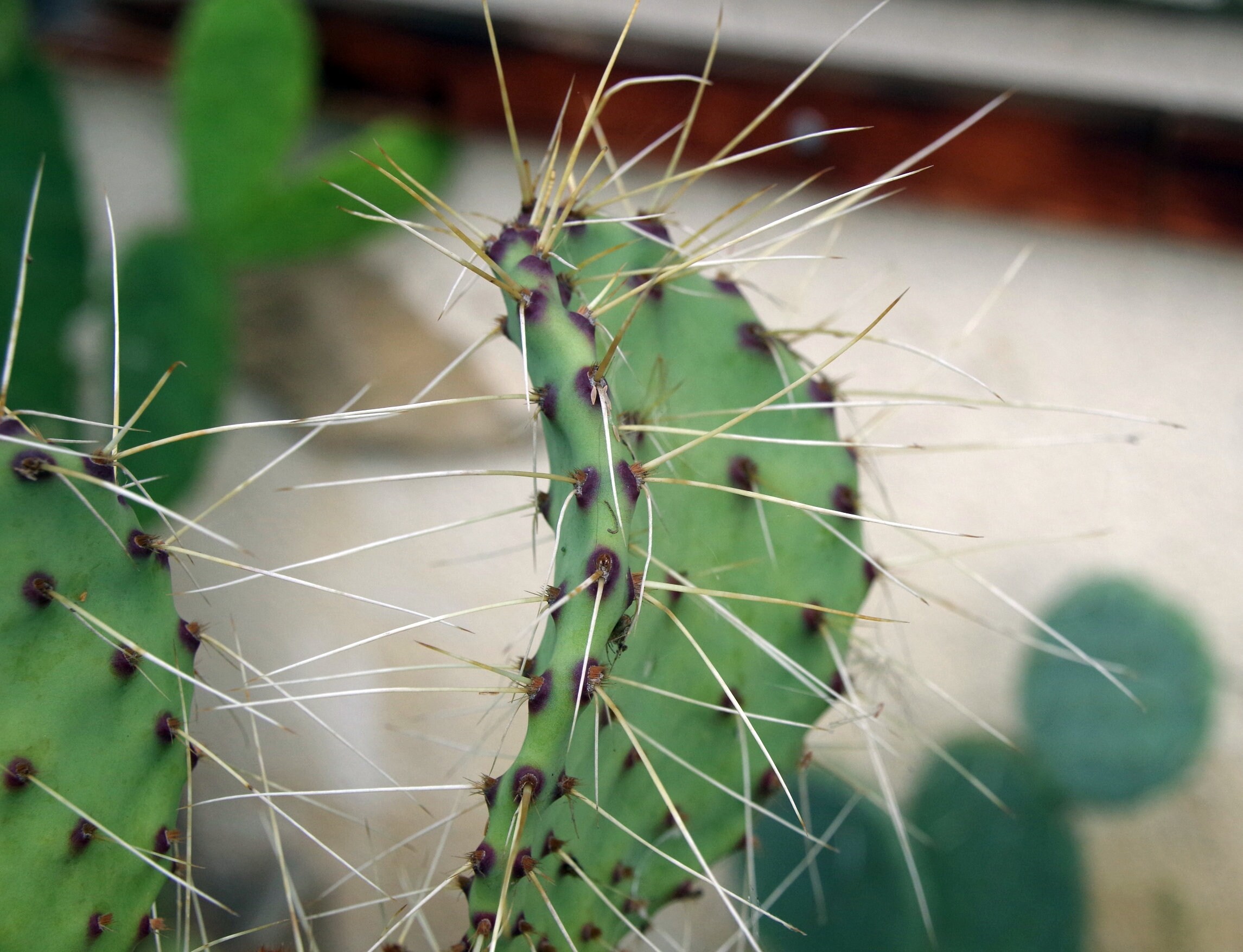 Opuntia Chloratea