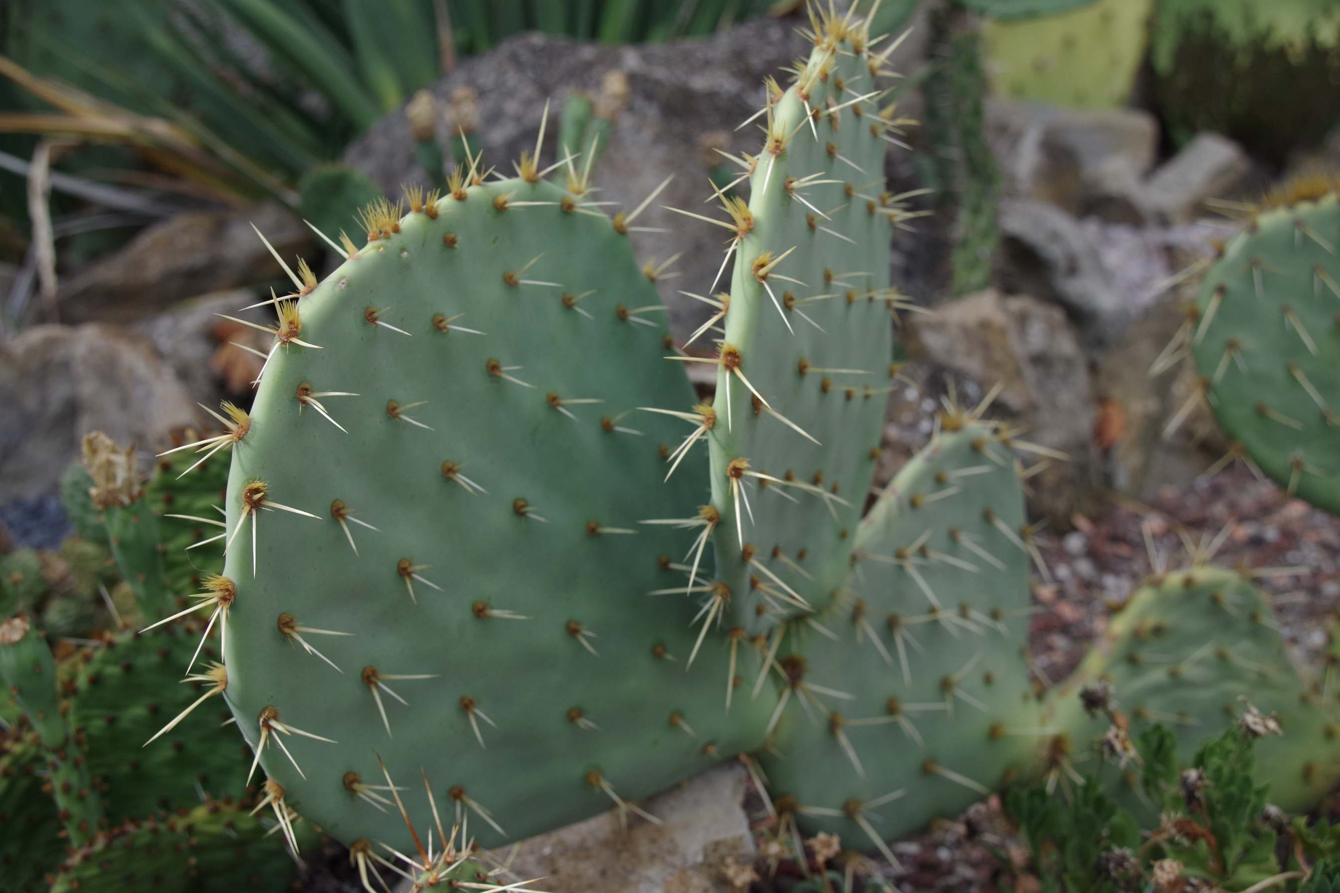 Opuntia Rastrera