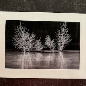 Original Photo Note Cards Favorite Trees, Set of 6 with Envelopes, Blank Inside image 7