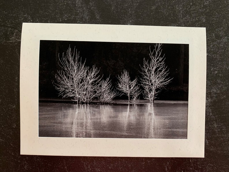 Original Photo Note Cards Favorite Trees, Set of 6 with Envelopes, Blank Inside image 7