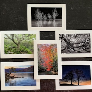 Set of 6 Original Photo Note Cards Blank Inside Favorite Trees
