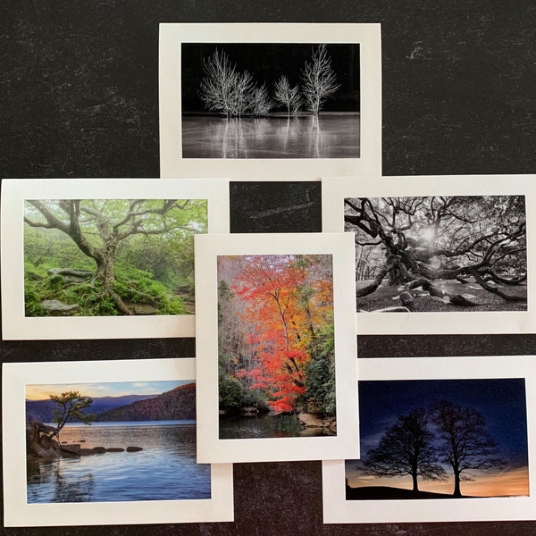 Original Photo Note Cards Favorite Trees, Set of 6 with Envelopes, Blank Inside