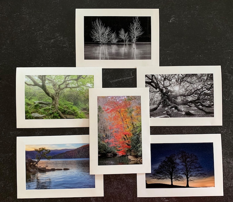 Set of 6 Original Photo Note Cards Blank Inside Favorite Trees