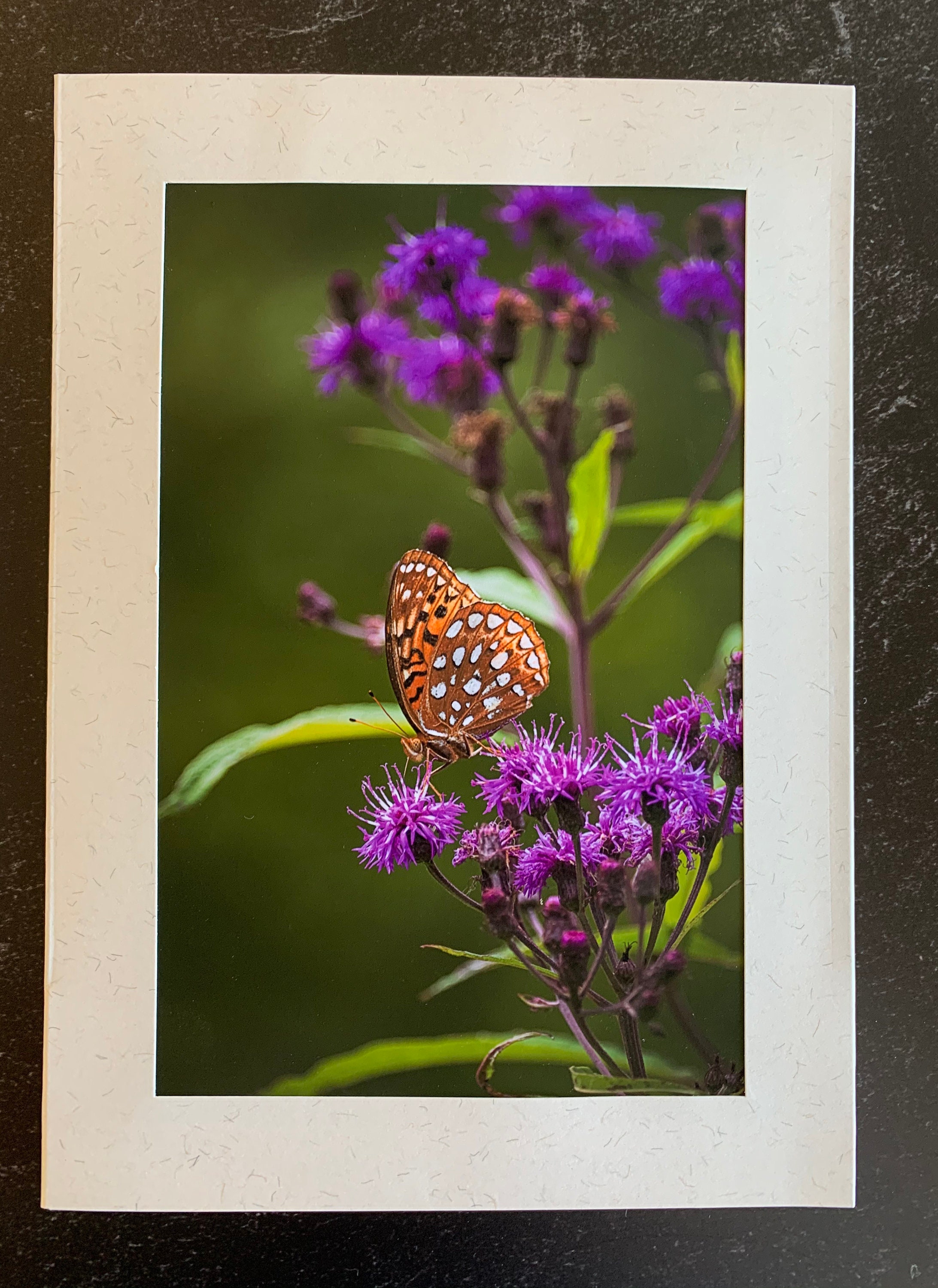 Original Photo Note Cards Butterflies, Set of 6 With Envelopes, Blank ...