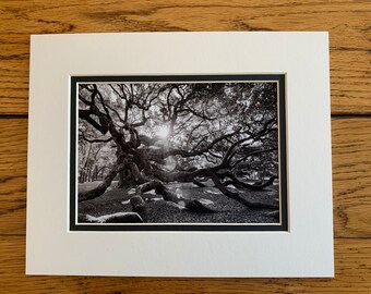 Angel Oak 5x7 Print, Johns Island, South Carolina, Mat 8x10