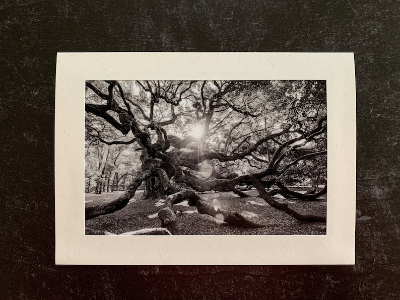 Set of 6 Original Photo Note Cards Blank Inside Favorite Trees
