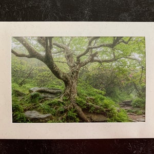 Original Photo Note Cards Favorite Trees, Set of 6 with Envelopes, Blank Inside image 3