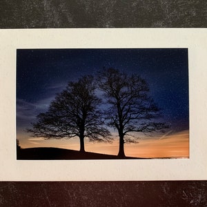 Original Photo Note Cards Favorite Trees, Set of 6 with Envelopes, Blank Inside image 6