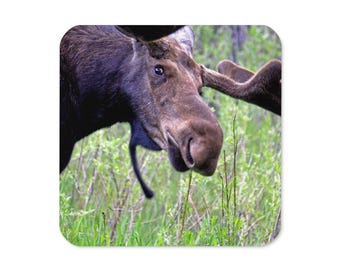Jackson Hole Moose Photo Coaster – High-Gloss Rustic Wildlife Décor