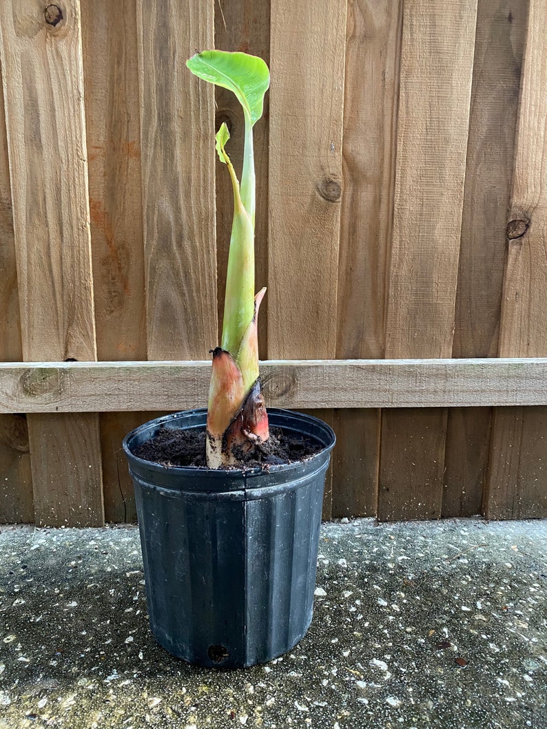 Ice Cream Banana / Blue Java Banana Plant Pup Small Etsy