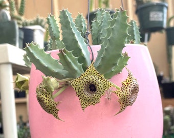 ZEBRINA HYBRIDS Offset Rare Huernia, Orbea, Stapelia Succulents