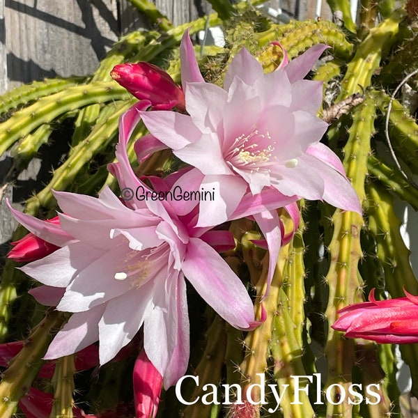 CANDYFLOSS Aporocactus Rooted Plants Aporophyllum Cactus Succulents