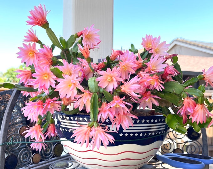 Rhipsalidopsis 'rio' Easter Cactus Plant Etsy