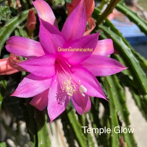 3 Temple Glow Aporocactus