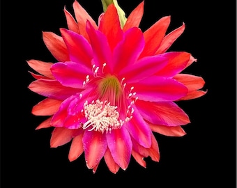 Kiwi Loud Applause - Epiphyllum Orchid Cactus